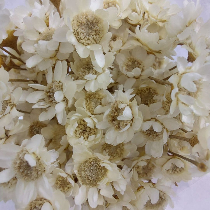 Dried Hill Flowers - Assorted